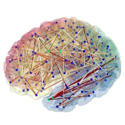 Brain Connectivity - TBB
