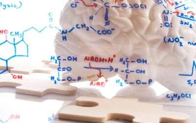 Electricity and Chemistry – two brain systems